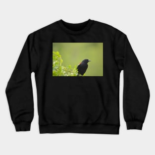 red wing black bird Crewneck Sweatshirt